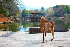 Nara Park-Things to Do in Nara