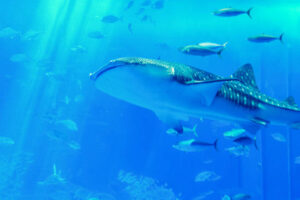 Okinawa Churaumi Aquarium-Things to See in Okinawa