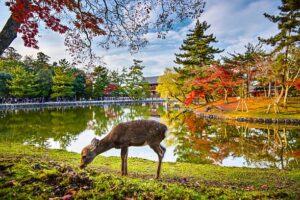 Things to Do in Nara