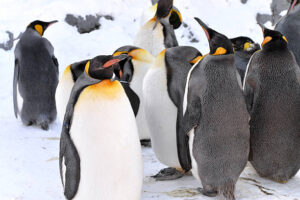 Asahiyama Zoo-Best Things to Do in Hokkaido