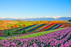 Furano and Biei-Best Things to Do in Hokkaido
