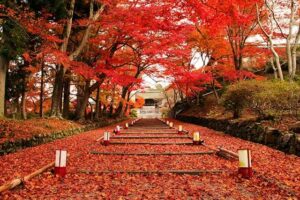 Koyo (Autumn Foliage)-The Best Time of Year To Visit Japan
