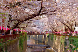 Cherry Blossom- The Best Time of Year To Visit Japan