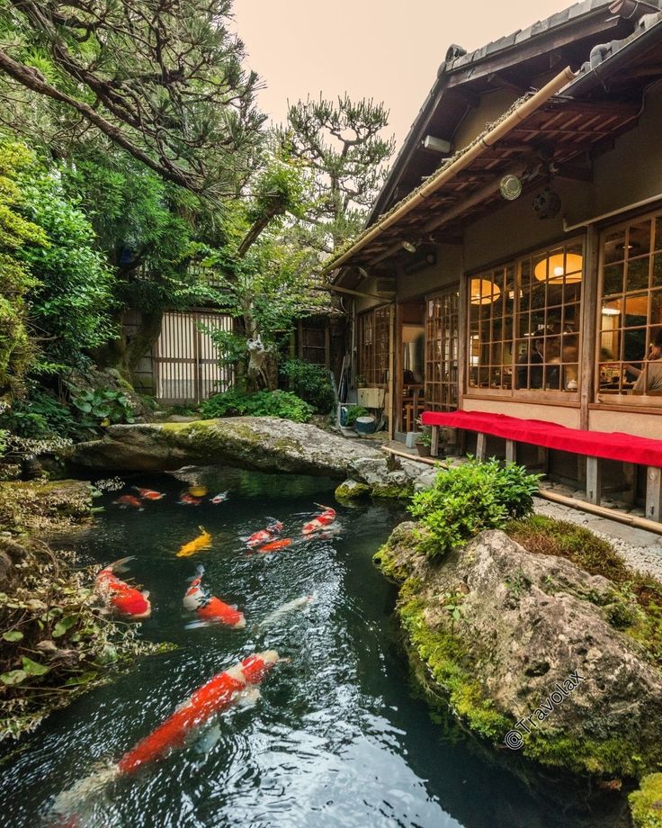 traditional japanese koi pond in kyoto, japan…
